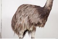 Emus body photo reference 0042